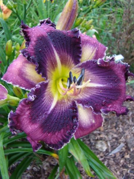 OAK HILL DAYLILIES - ALPHA AND OMEGA - Pinterest