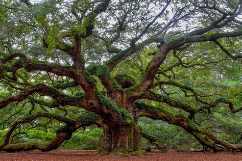 Oak - muktibox.com