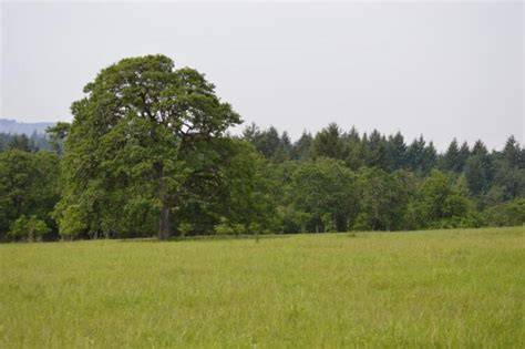 Oak woodlands as wildlife habitat - US Forest Service - raincitystudios.com