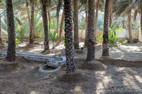 Oasis Irrigation - Well Drilling Services | Orlando , FL … - coolestguyplanet.net