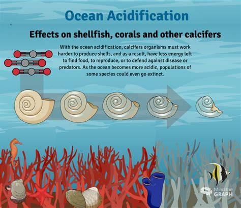 Ocean Acidification's Ripple Effect: How Marine Life … - raincitystudios.com
