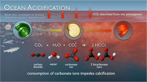 Ocean acidification disrupts the biomineralization process in the ... - raincitystudios.com