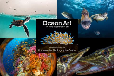 Ocean Art 2025 Underwater Photo Competition - raincitystudios.com