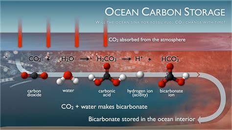 Ocean Carbon Storage - NOAA Pacific Marine Environmental … - raincitystudios.com