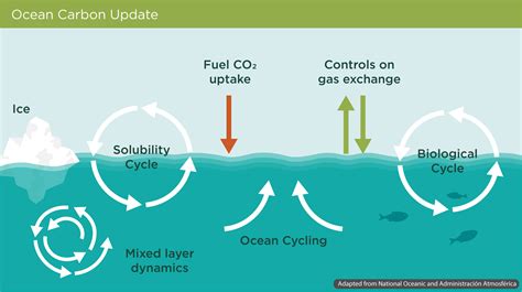 Ocean Carbon Uptake - NOAA Pacific Marine Environmental … - raincitystudios.com