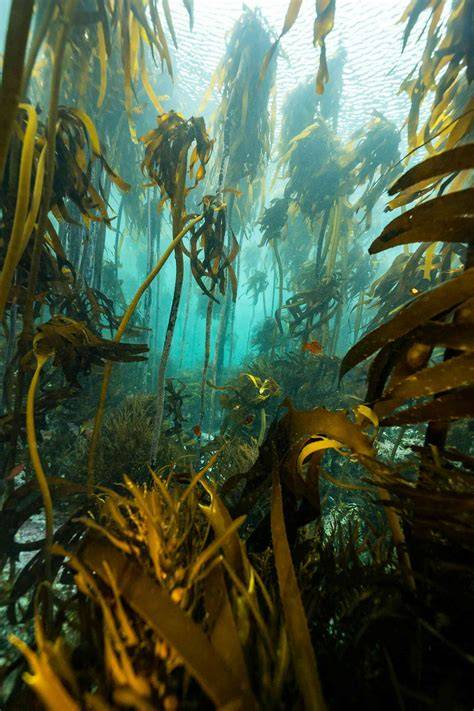 Ocean Forests Hold Unique Solutions to Our Current ... - ScienceDirect - raincitystudios.com
