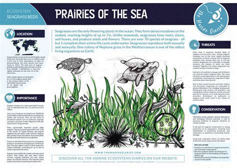 ocean habitats — oceans aware - raincitystudios.com