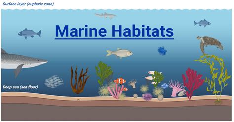 Ocean Habitats - Oceans, Coasts & Seashores (U.S. - raincitystudios.com