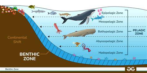 Oceanic pelagic zone - Animalia - raincitystudios.com