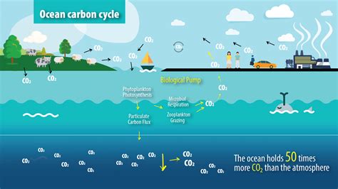 Oceans and the carbon cycle - GDRC - raincitystudios.com