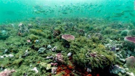 Oceans are warming at the same rate as if five Hiroshima bombs ... - CNN - raincitystudios.com