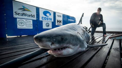 OCEARCH