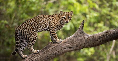 Ocelots in Texas | The Nature Conservancy - raincitystudios.com