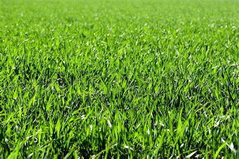 ODA: 7 million pounds of grass seed mislabeled