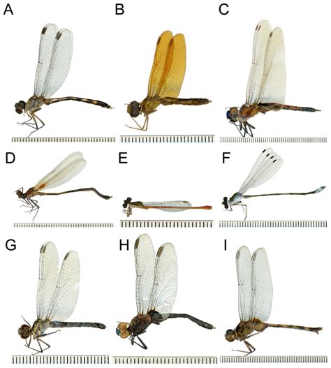 Odonata - Royal Entomological Society - muktibox.com