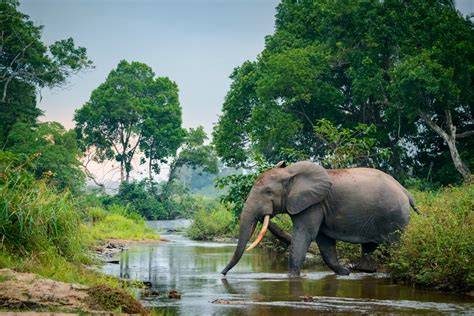 Odzala-Kokoua - African Parks - raincitystudios.com
