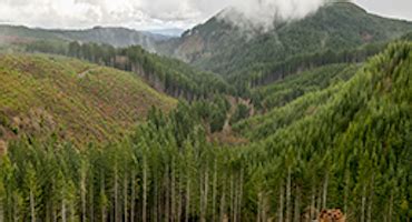 OFRI Photo Galleries OregonForests