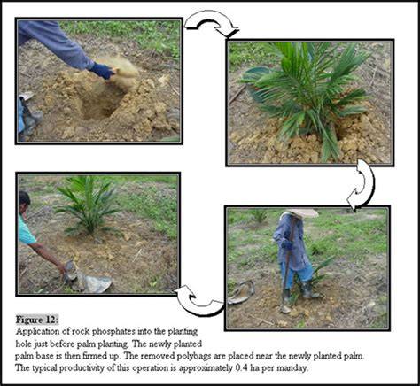 Oil Palm: Replanting « Applied Agricultural Resources - raincitystudios.com