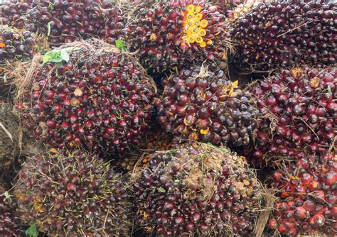 Oil Palm Fruit Bunch Plantation - wintechmobiles.com