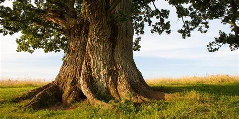 Old Growth Tree Care | Pittsburgh PA - raincitystudios.com