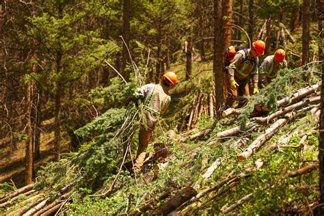 Old Growth Tree Service | Vail Valley Partnership - raincitystudios.com