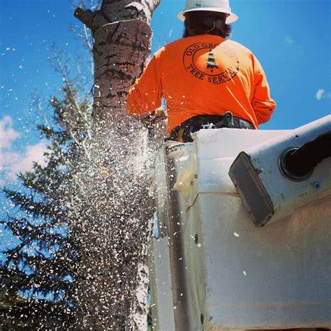 Old Growth Tree Service LLC - Official MapQuest - raincitystudios.com