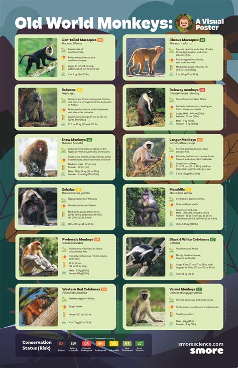 Old World monkey - muktibox.com