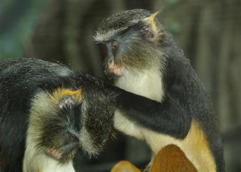 Old World Monkeys: Cercopithecids - The Psychological Well-Being of ... - muktibox.com