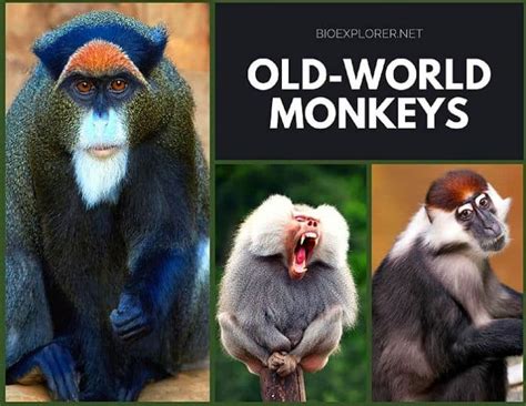 Old World Monkeys | Learn Science at Scitable - Nature - muktibox.com