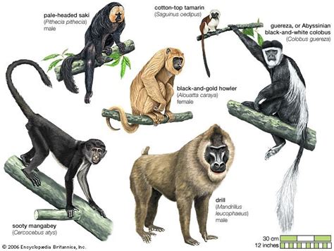 Old world monkeys - Dangerous wild animals: species guidance - muktibox.com