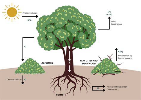 Old-growth Ficus trees provide soil water and carbon storage to urban ... - raincitystudios.com