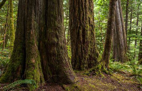 Old-growth forest - raincitystudios.com