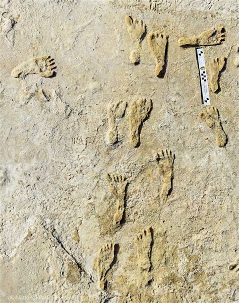 Oldest fossil human footprints in North America confirmed - wintechmobiles.com