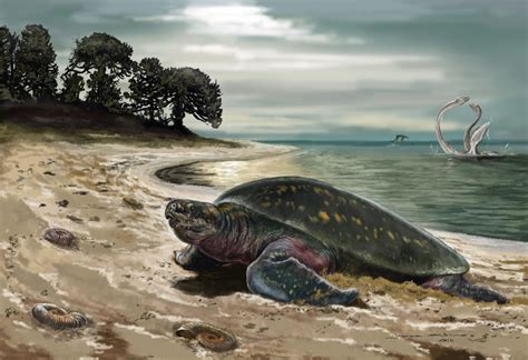 Oldest fossil sea turtle discovered: Huge fossilized turtle is at least ... - muktibox.com