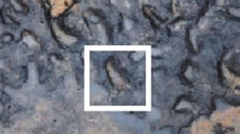 Oldest human footprints outside Africa found in England - wintechmobiles.com