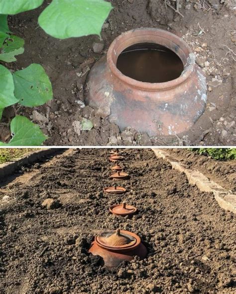 Ollas: Ancient Wisdom for Efficient Irrigation – All Recipes - raincitystudios.com