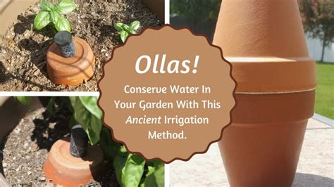 Ollas: Unglazed Clay Pots for Garden Irrigation - raincitystudios.com