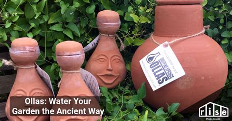 Ollas: Water Your Garden the Ancient Way - Rise - raincitystudios.com