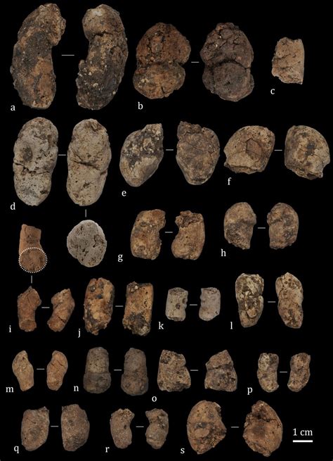 On Paleontology: Coprolites - On Wildlife - wintechmobiles.com