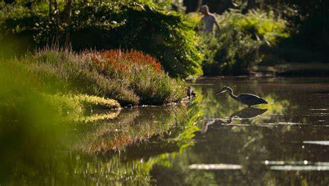 On safari: wildlife spotting in Amsterdam | I amsterdam - raincitystudios.com