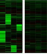 ON-TARGETplus Non-targeting Control siRNAs - Horizon Discovery