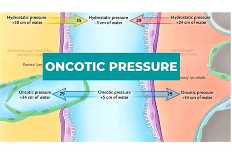 Oncotic pressure - wintechmobiles.com