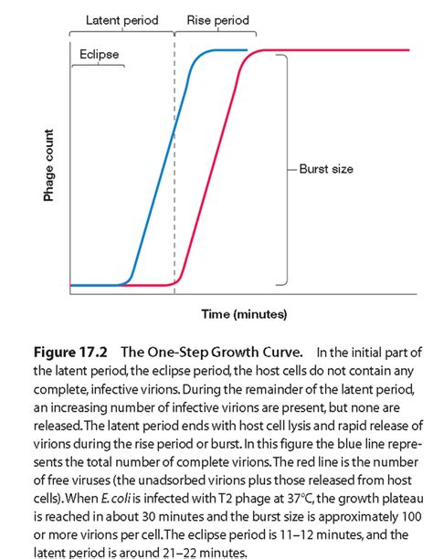 ONE-STEP PHAGE GROWTH CURVE I. OBJECTIVES II.