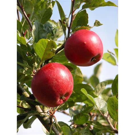 Online Fruit Tree Shop - Heaven On Earth Fruit Trees - raincitystudios.com