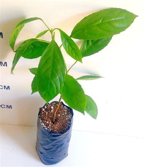 Online Fruit Tree Shop Store - Heaven On Earth Fruit Trees - raincitystudios.com