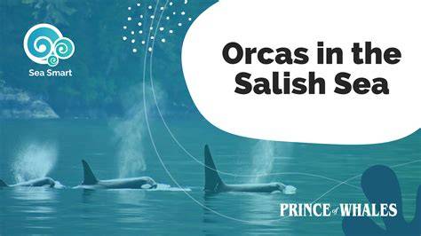 Online Ocean Courses for Kids — Sea Smart - raincitystudios.com
