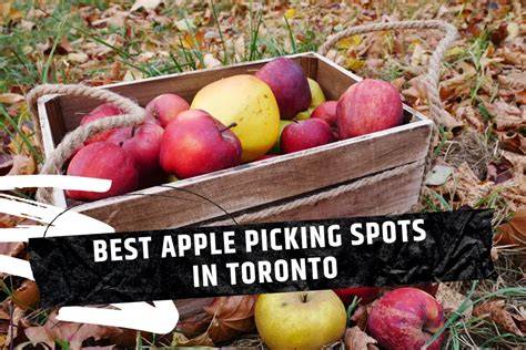Ontario’s Best Apple Picking Spots - Ontario Culinary - raincitystudios.com
