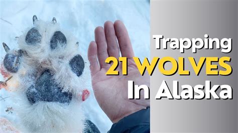 OPINION: Alaska has changed. It’s time for trapping regulations …