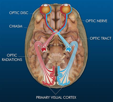 Optic Tract Brain - muktibox.com