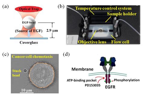 Optical tweezers for single cells - wintechmobiles.com